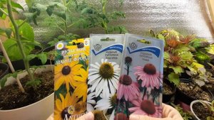 РАССАДА В ЯНВАРЕ.