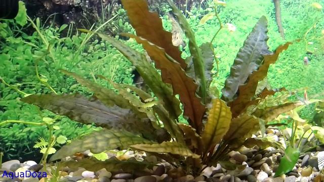 Жесткость аквариумной воды GH, KH. Качество жесткой воды. Как понизить и повысить жесткость. смотреть онлайн