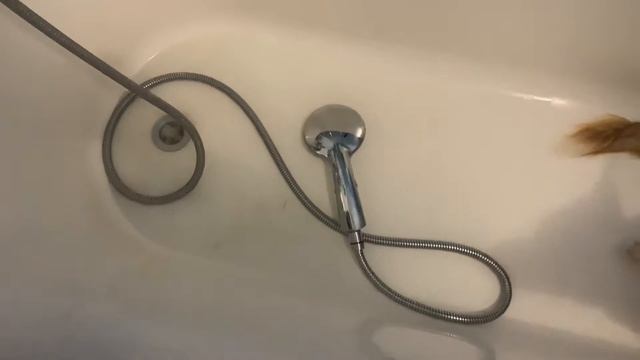 ГРУММИНГ КОРГИ? Выставка собак? смотреть онлайн