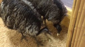 Страусы эму))