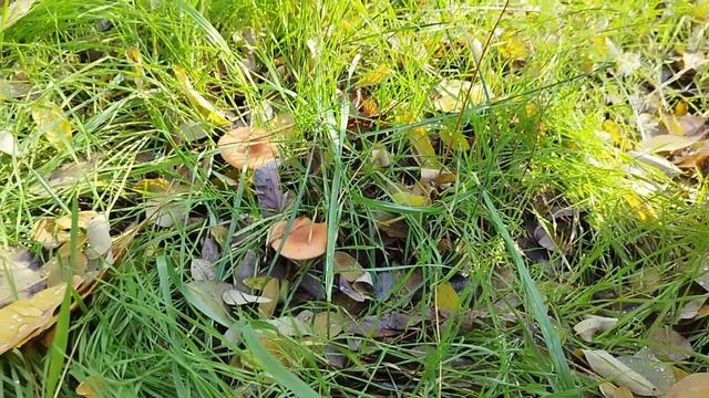 Прогулка по обуховскому лесу сосновая кора грибы и природа