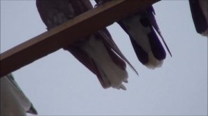 Голуби серпастые 08. 11. 2022.