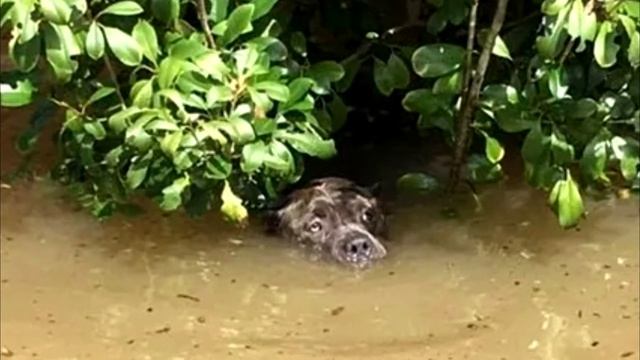 Пес считал последние минуты жизни. Но дальше произошло нечто удивительное! смотреть онлайн