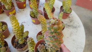 Euphorbia Monadenium Ritchiei Variegated
