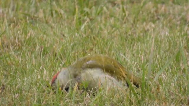 Зеленый дятел обедает смотреть онлайн