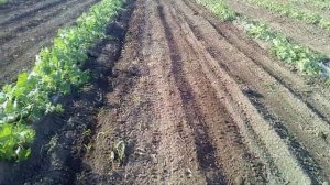 Результат по истреблению долголетнего сорняка гербицидом Ураган