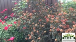 Прогулка по саду  Канадские розы  Часть 2