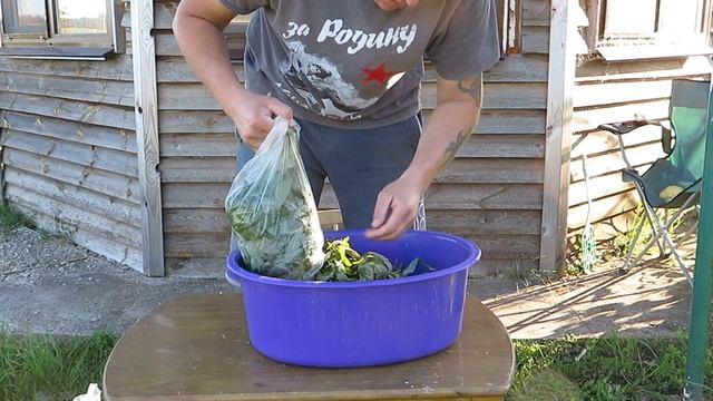 Иван чай. Заготовка, ферментация, сушка и дегустация смотреть онлайн