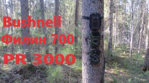 Эксперимент с фотоловушками Bushnell Филин 700 PR 3000 неожиданный результат три разных картины