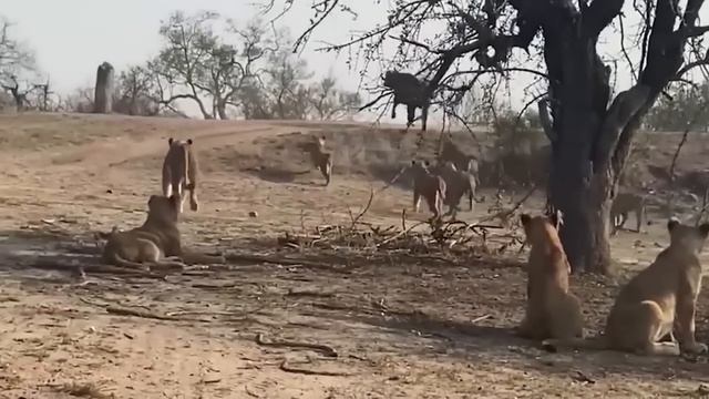 Сумасшедшая Атака Буйвола На Львов! Самые Эпичные Схватки Буйволов Против Львов / часть 2 смотреть онлайн