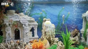 Аквариумы наших клиентов - 300 литров с ЗОЛОТЫМИ РЫБКАМИ РИУКИНАМИ | Декорации DEKSI серия АТЛАНТИД