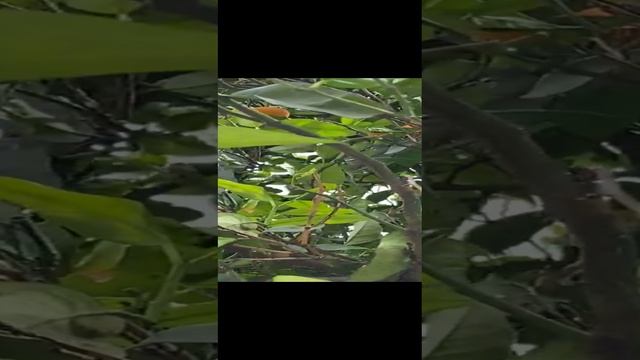 Тенерифе. Мандарины на площади Сантьяго дель Тейде