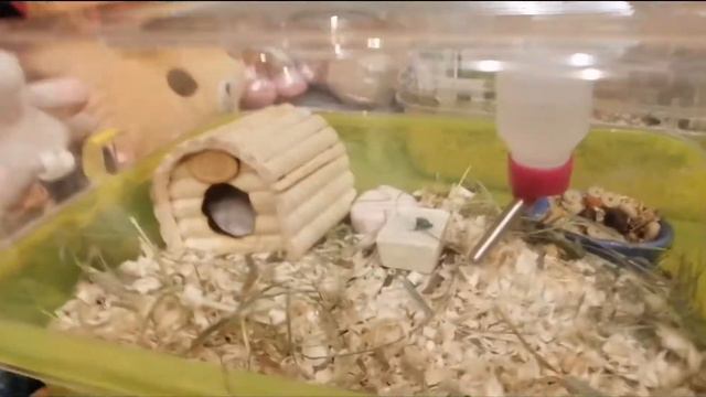 ХОМЯКИ СТРАННО СЕБЯ ВЕДУТ