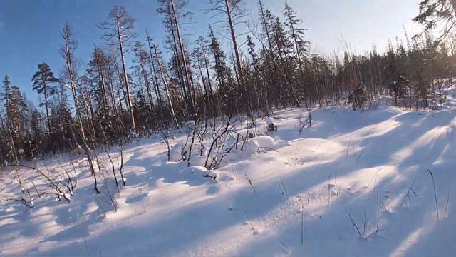 Охота на волков! Поиск!!!