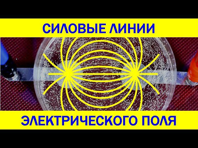 Силовые линии электрического поля