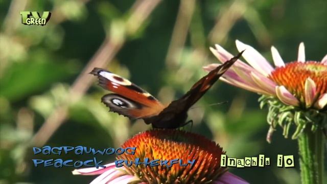 Peacock butterfly - dagpauwoog - inachis io - Echinacea purpurea смотреть онлайн