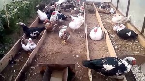 Мускусные утки. Во сколько начинают нести яйца?