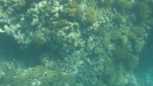 Сейшелы | Подводный мир - Ла Диг