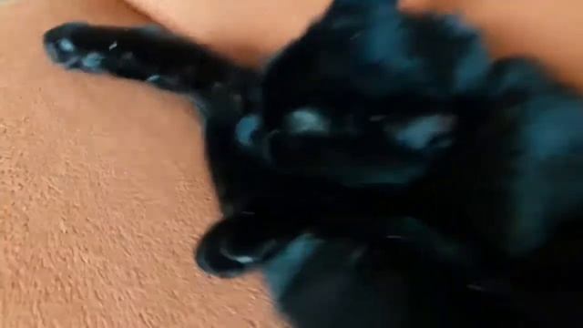 Всё мои животные, у меня есть змея?-Элина и животные смотреть онлайн