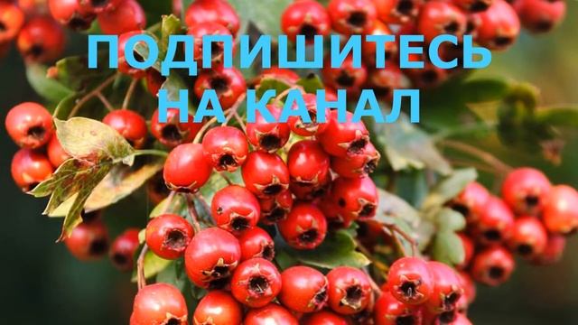 Боярышник.  Что Могут Эти Ягоды.  Боярышник Польза, Противопоказания