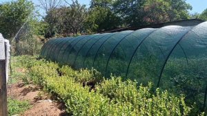 Голубика. Автоматический полив саженцев.