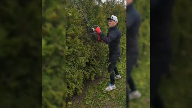 Топтарная стрижка живой изгороди из брабантов смотреть онлайн