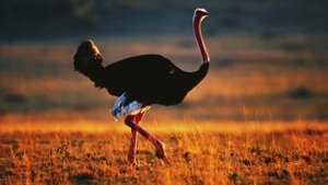 Кто такие Страусы?Интересные и Малоизвестные факты о Страусах! AnyWild