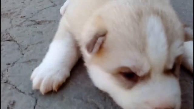 Щенки хаски смотреть онлайн