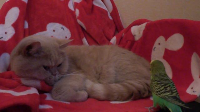 Забавный попугай и кот пофигист. Смешные животные. смотреть онлайн