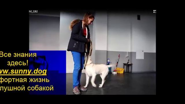 дрессировка щенка по команде рядом