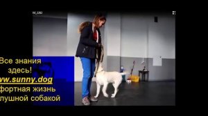дрессировка щенка по команде рядом