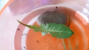 Как можно держать головастиков в домашних условиях