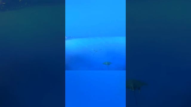 Freediving in Red sea- Egypt (Soma bay), coral reef somewhere between Sheraton Soma bay and Breaker
