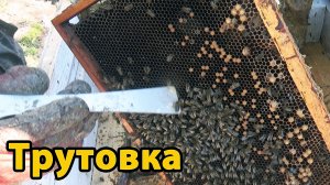 Трутовки в пчелиной семье. Исправление трутовки на пасеке. Мой опыт