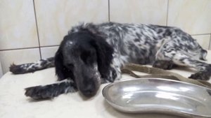 Собака под снотворным