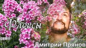 691. Дмитрий Прянов - Флоксы. НОВИНКИ ШАНСОНА.