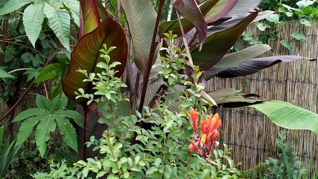 Обзор сада летом в АВГУСТЕ (19.08.21)РЕДКИЕ РАСТЕНИЯ | ЛАГЕРСТРЕМИЯ | ИНЖИР | Цветущий сад летом | смотреть онлайн