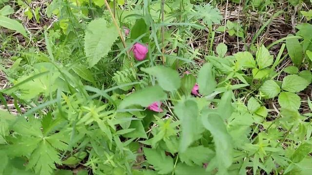 Заповедные сибирские орхидеи (04.06.2021) - часть 4 смотреть онлайн