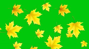 Медленное падение листьев - осенний футаж для видео монтажа на черном и зеленом фоне. 1 сентября.
