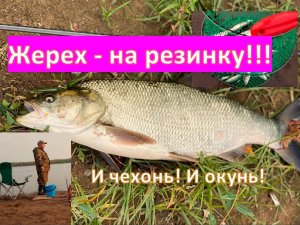 Жерех - на резинку!!! И чехонь! И окунь!