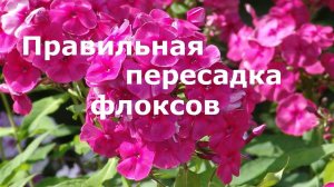 Правильная пересадка флоксов!