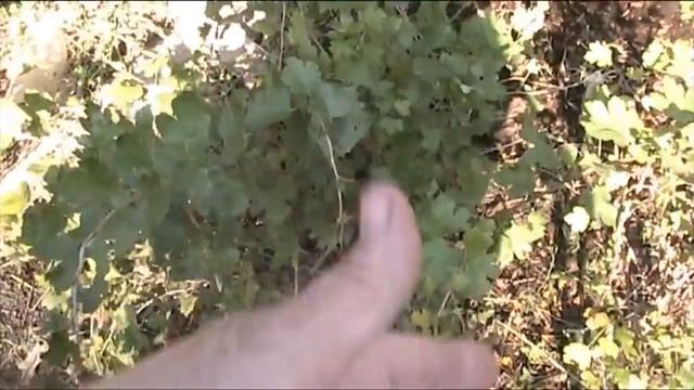 КРЫЖОВНИК.пересадка, обрезка на зиму . смотреть онлайн