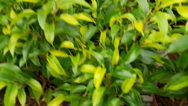 Растения (обзор) в Леруа Мерлен/г.Самара декабрь 2019г. смотреть онлайн