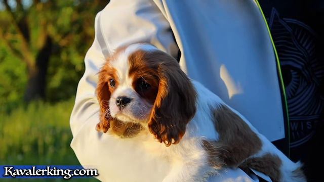 Малышка Виктория. Кавалер Кинг Чарльз Спаниель