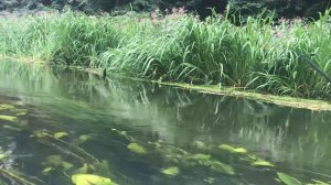 Ловля плотвы на перловку .