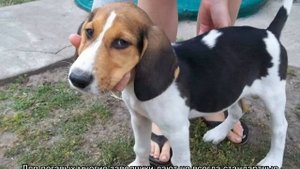 Клички гончих собак выжлецов девочек и кобелей