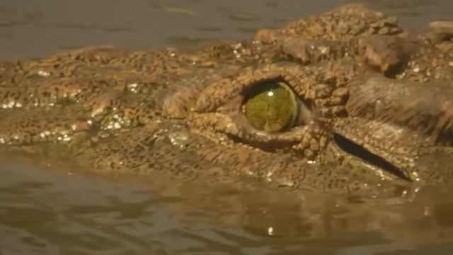 Разница крокодила и аллигатора и каймана. Крокодил с фотоаппаратом из киндера. Глаз крокодила улыбающий. Гребнистый крокодил. Хвост крокодила.