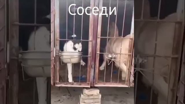 Соседи.
