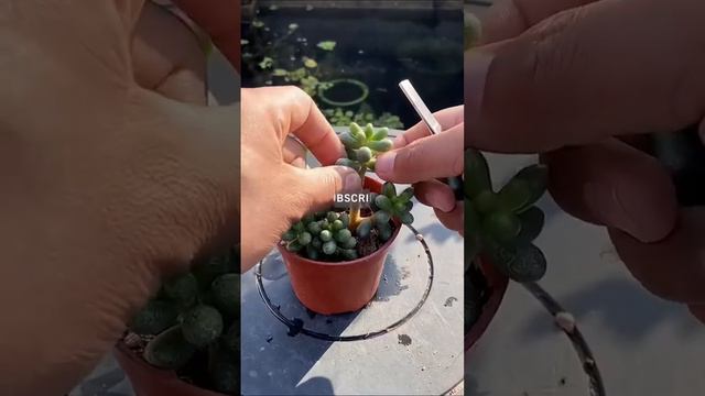 Beautiful 😻 смотреть онлайн