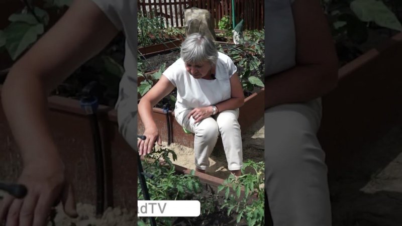 Томаты растут без рассады прекрасно